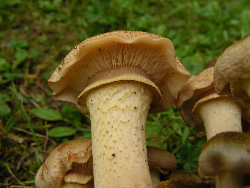 Strana Armillaria